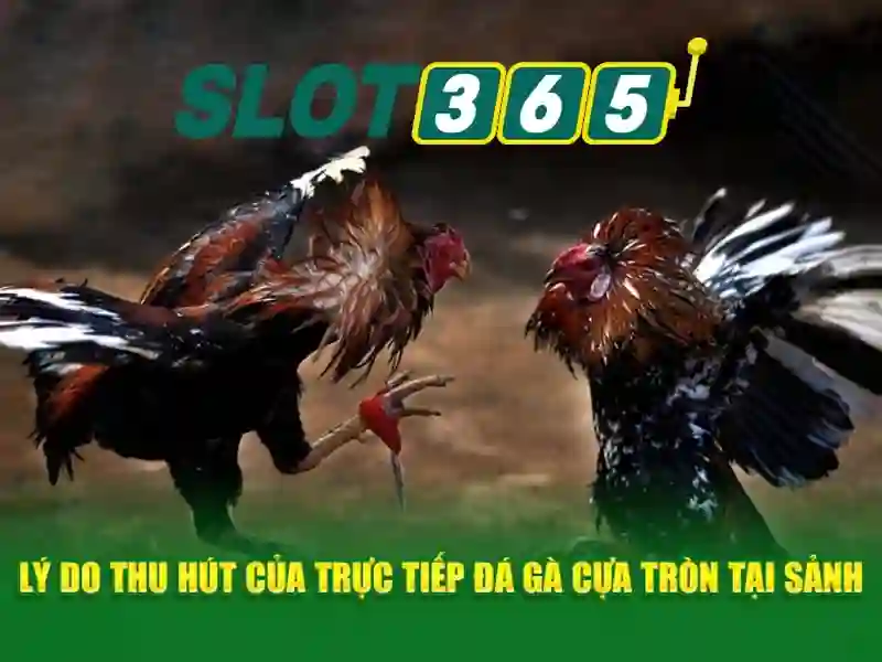 slot365 tại: Trải nghiệm đỉnh cao và hành trình phát triển