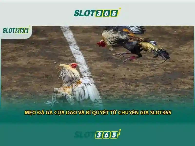 tải Slot365 – Phiên bản mới Slot365 và RTP