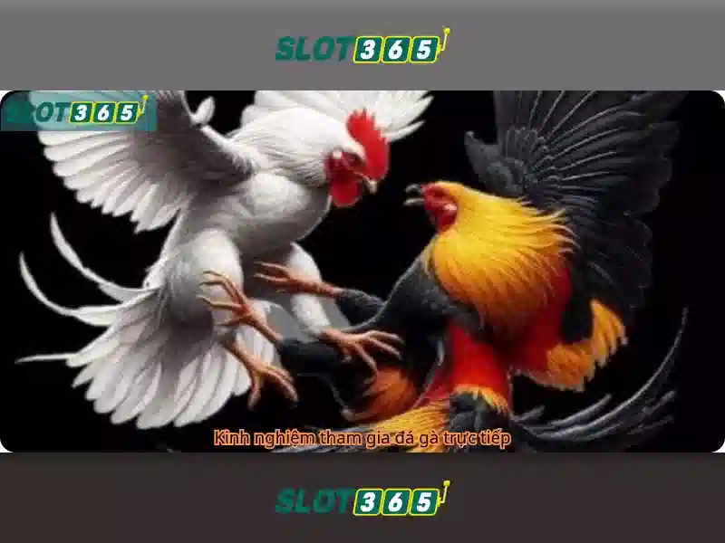 Slot365: Nền tảng chơi xèng trực tuyến an toàn