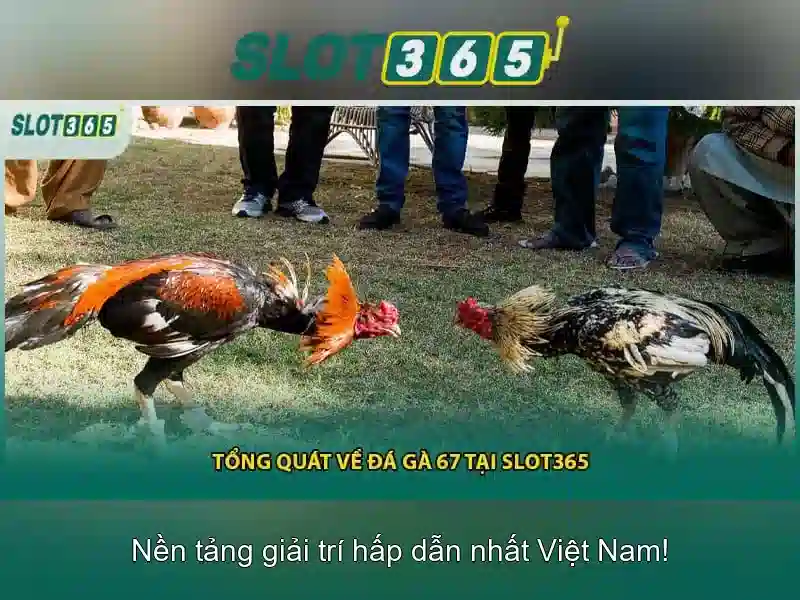 Slot365 là gì\n